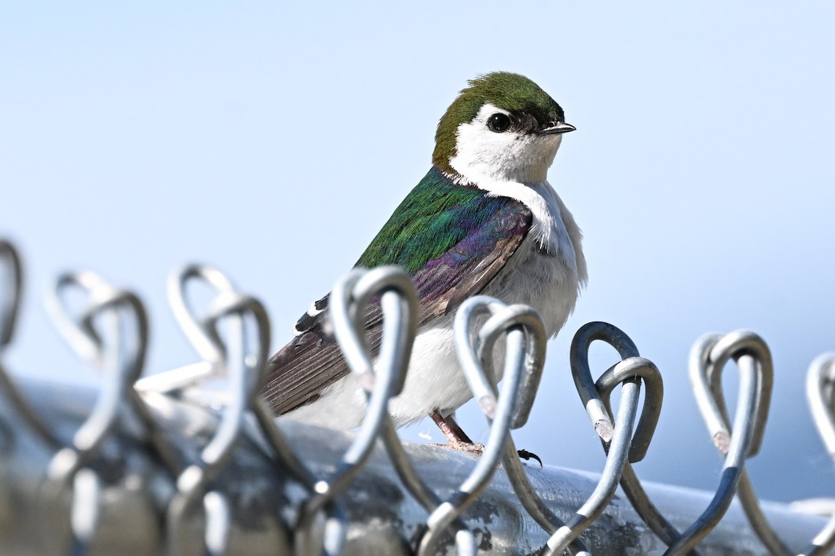 Golondrina Verdemar - ML635536393