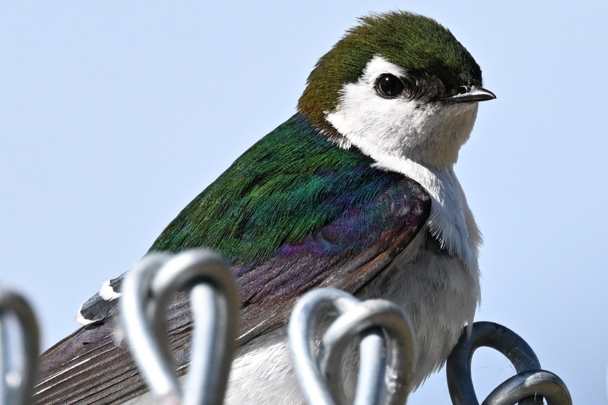 Golondrina Verdemar - ML635536394