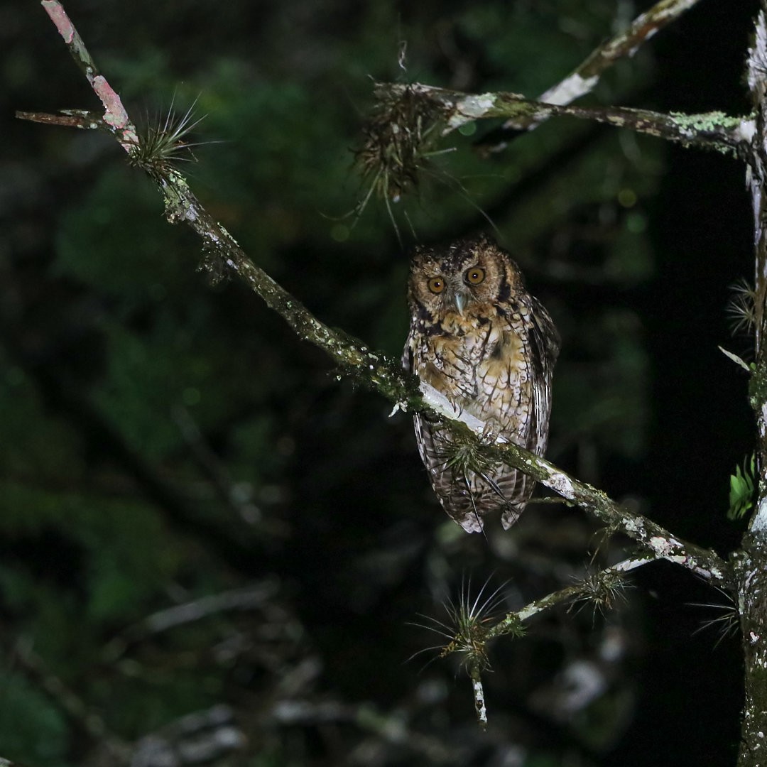 Long-tufted Screech-Owl - ML635536538