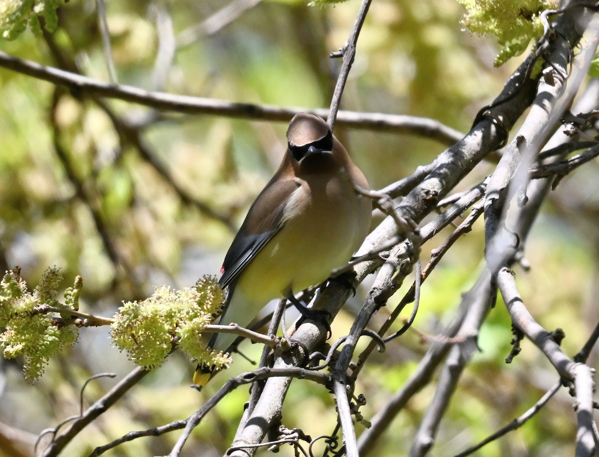 Cedar Waxwing - ML635536575