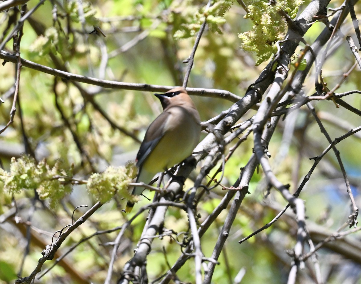 Cedar Waxwing - ML635536576
