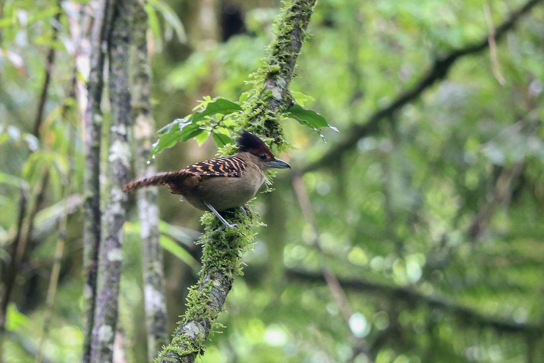 Giant Antshrike - ML635536581