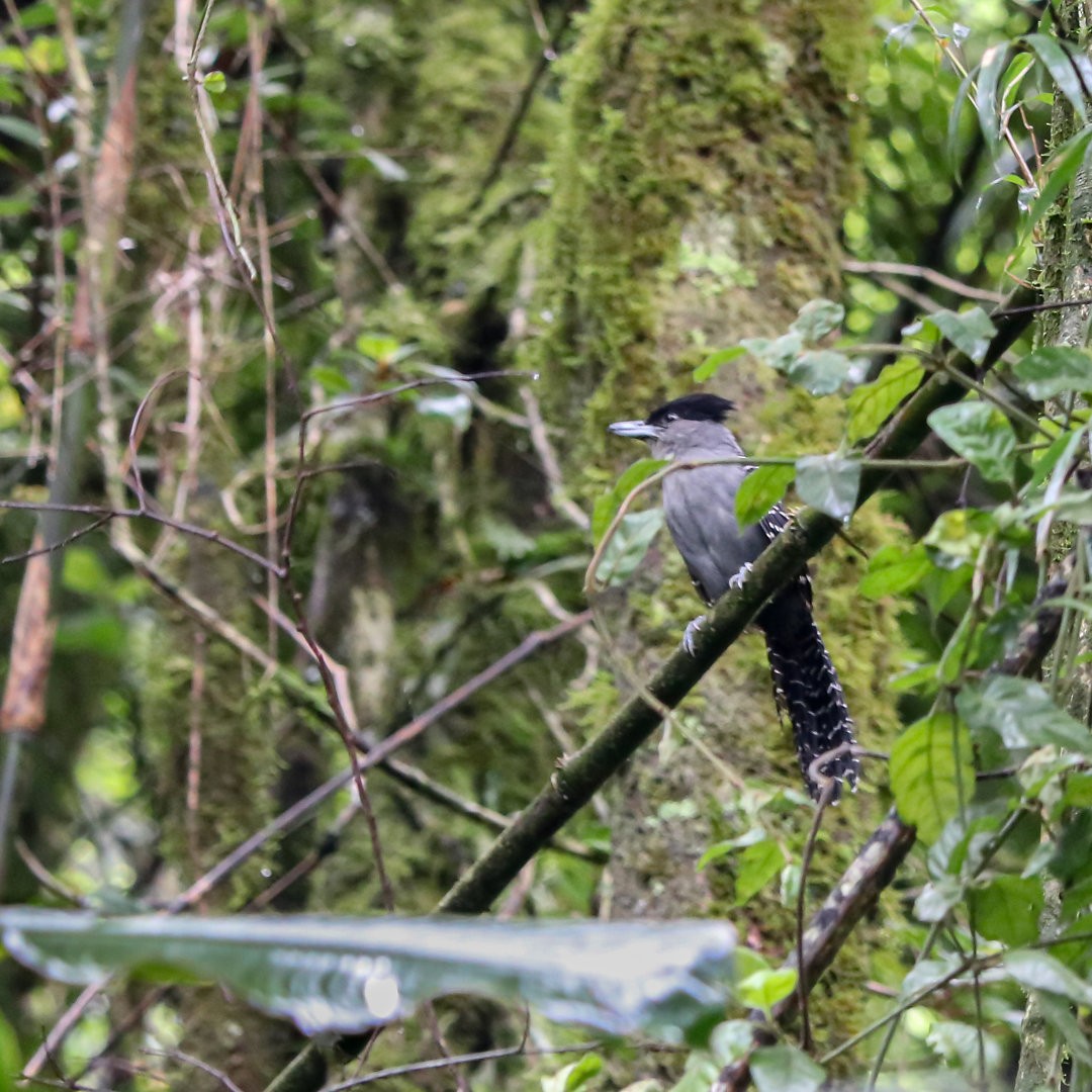 Giant Antshrike - ML635536582