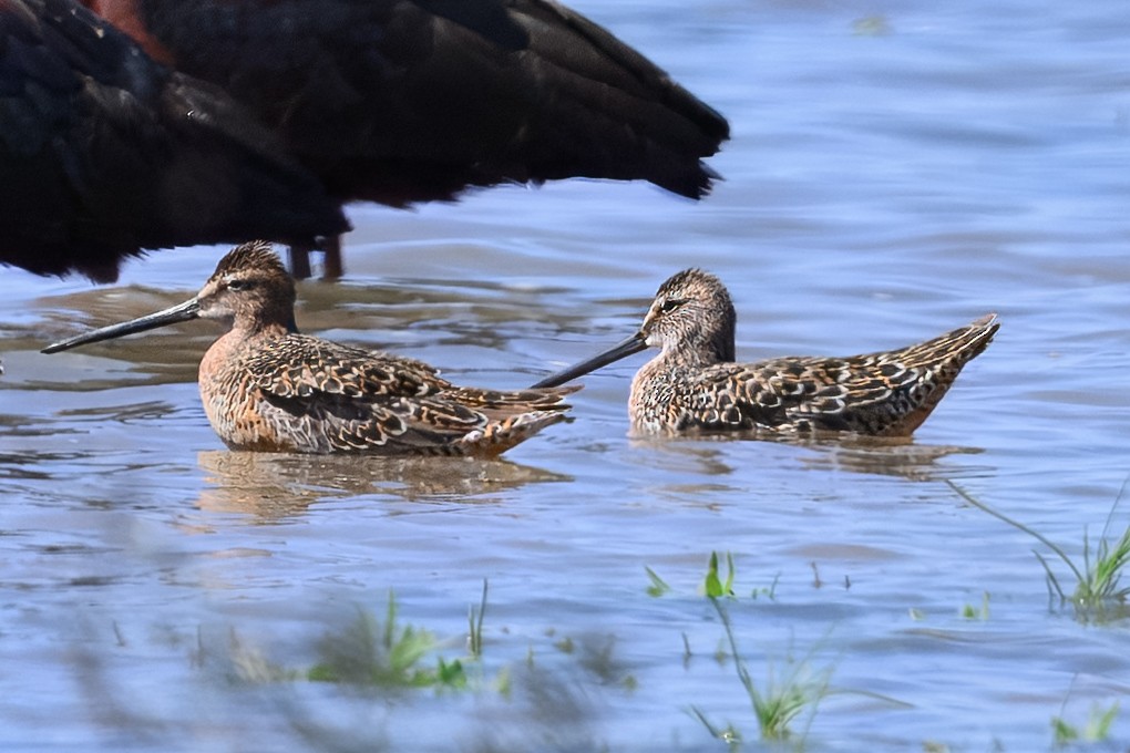 Long-billed Dowitcher - ML635536588