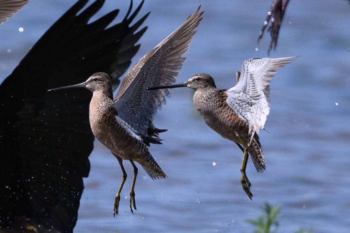 Long-billed Dowitcher - ML635536589