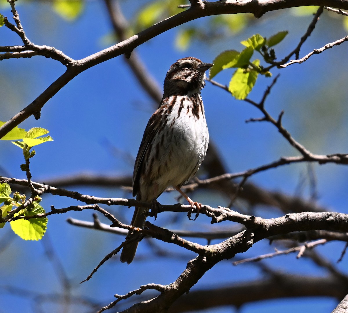 Song Sparrow - ML635536594