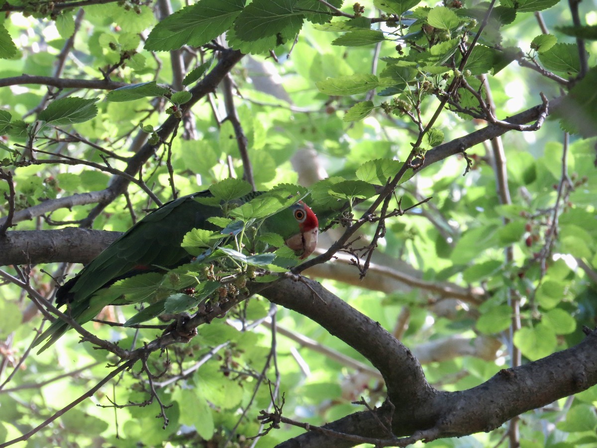 Red-crowned Amazon - ML635536648