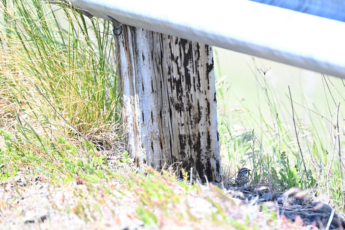 Chipping Sparrow - ML635536661