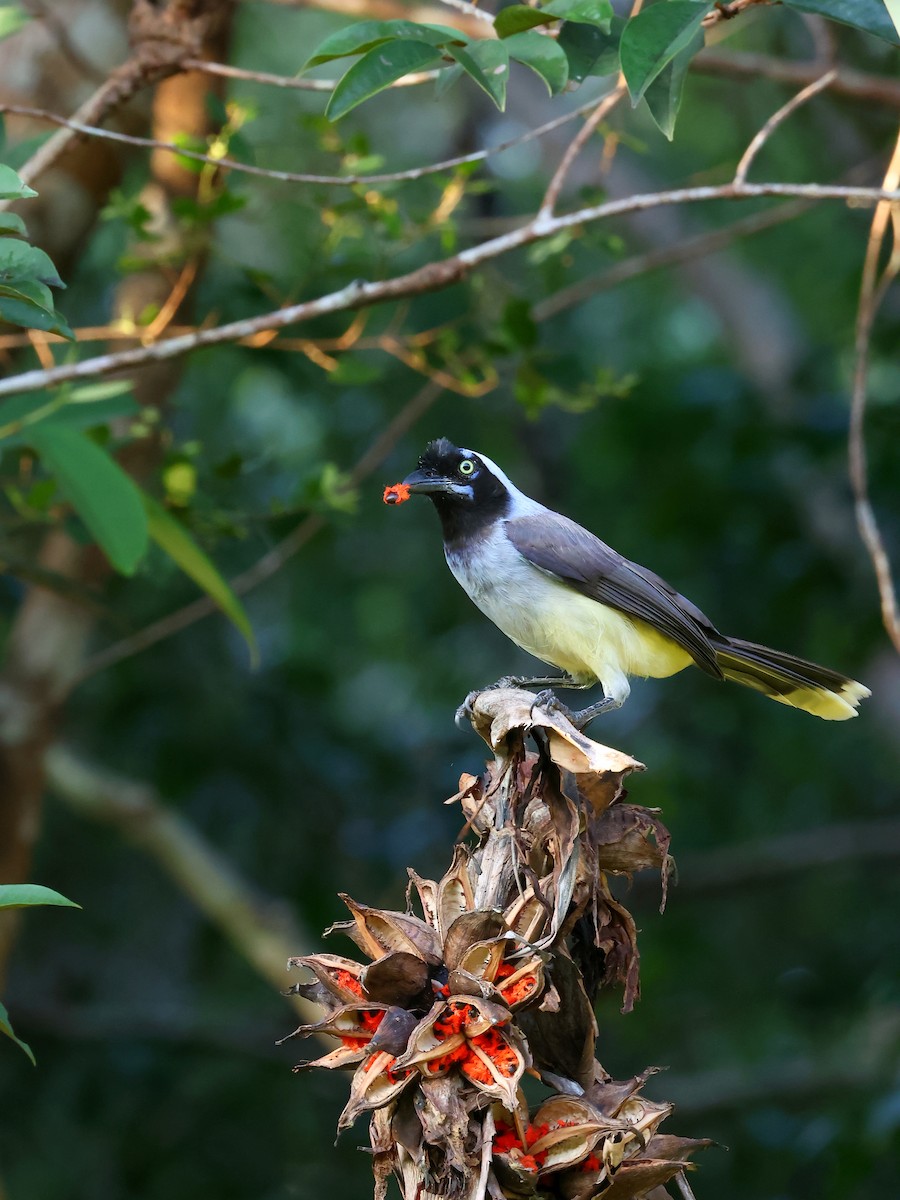 Azure-naped Jay - ML635536666