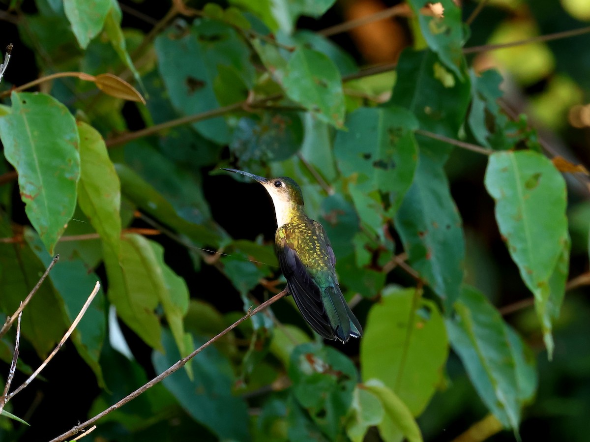 Gray-breasted Sabrewing (obscurus) - ML635536738