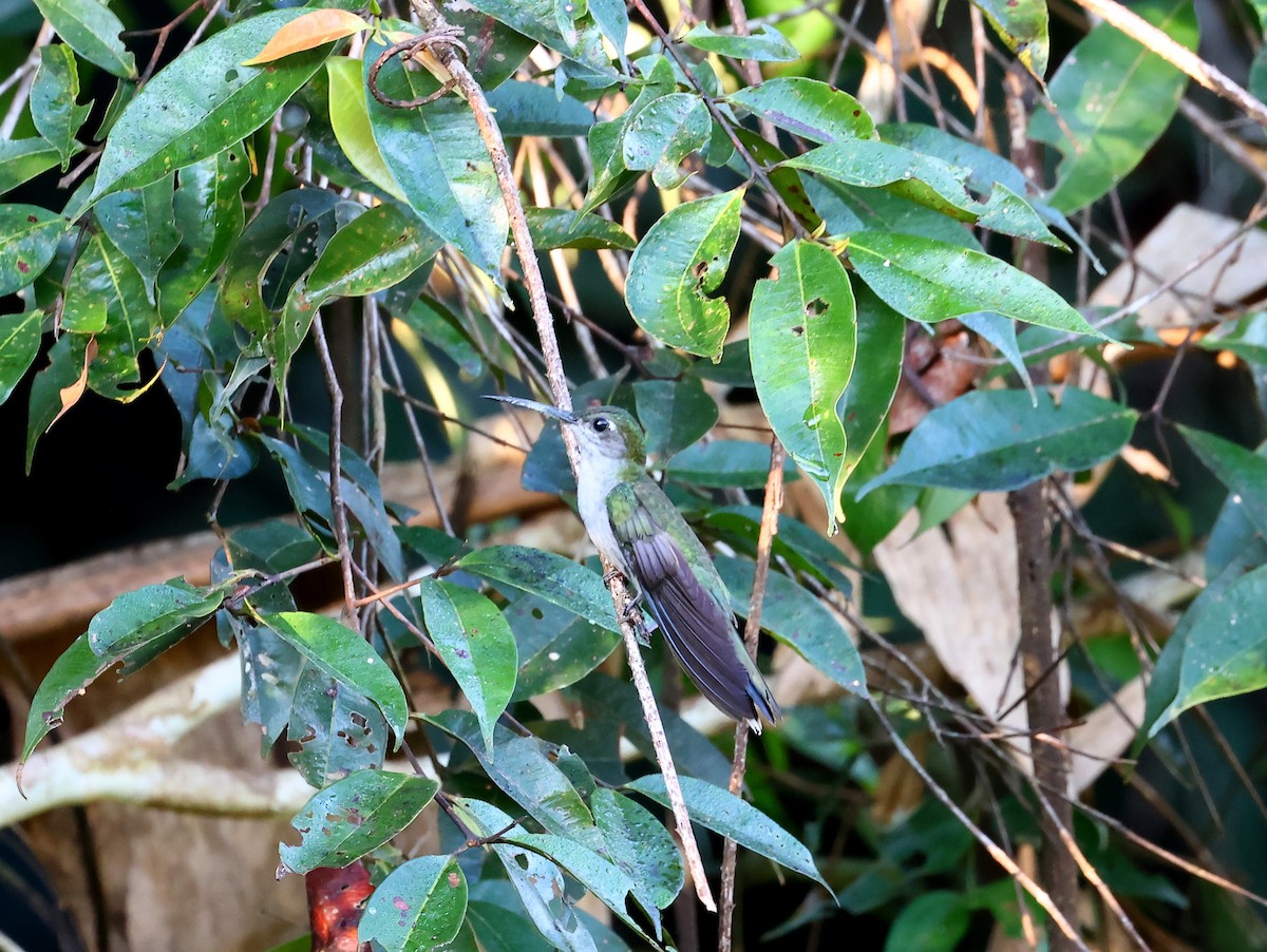 Gray-breasted Sabrewing (obscurus) - ML635536739