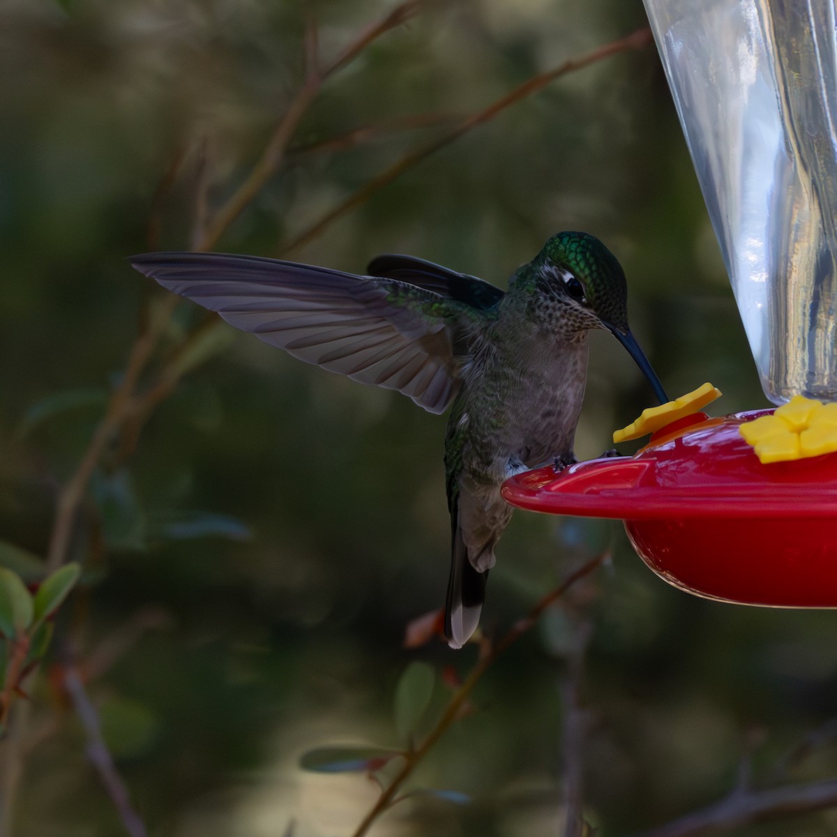 Rivoli's Hummingbird - ML635536765