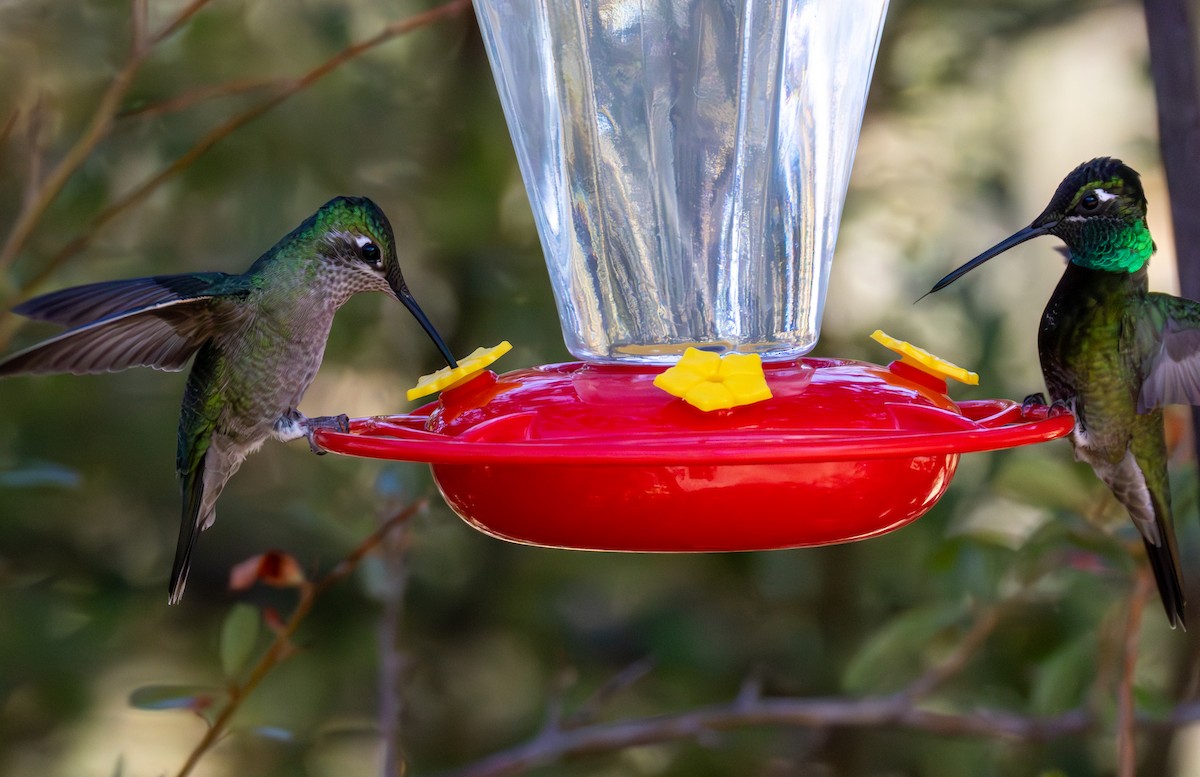 Rivoli's Hummingbird - ML635536770