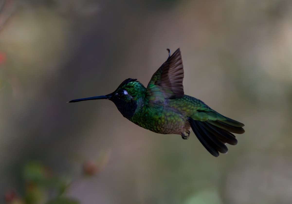 Rivoli's Hummingbird - ML635536776