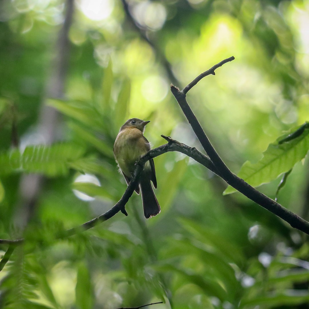 Whiskered Flycatcher - ML635536812