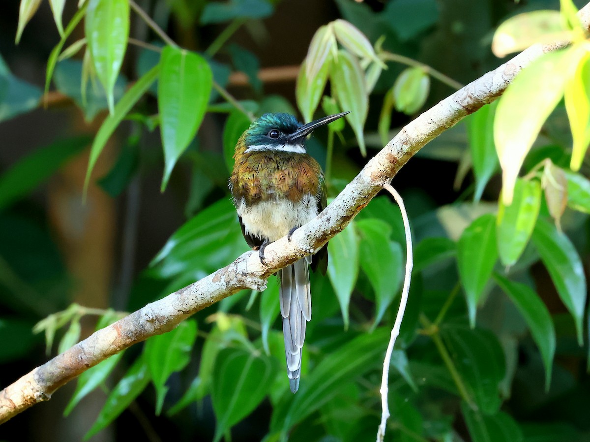 Bronzy Jacamar - ML635536817