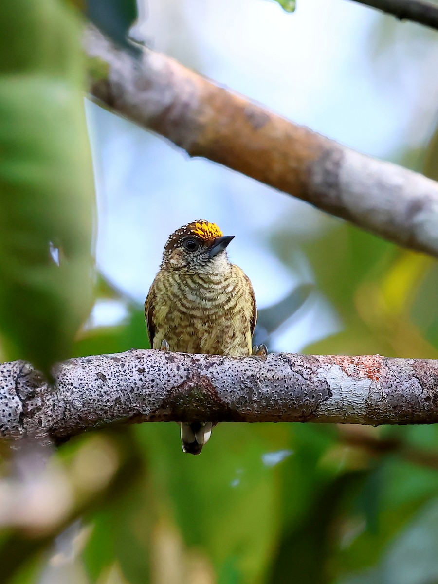 Bar-breasted Piculet - ML635536828