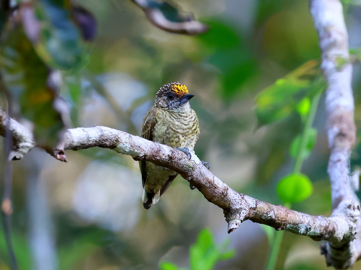 Bar-breasted Piculet - ML635536829