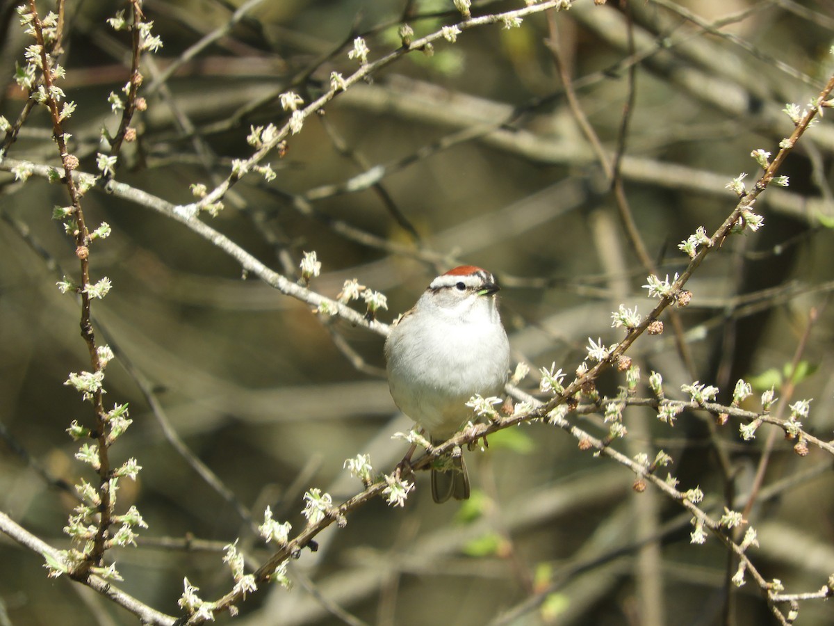 Chipping Sparrow - ML635536832