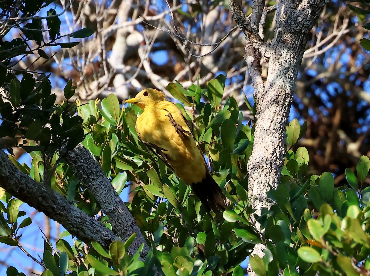 Cream-colored Woodpecker - ML635536855