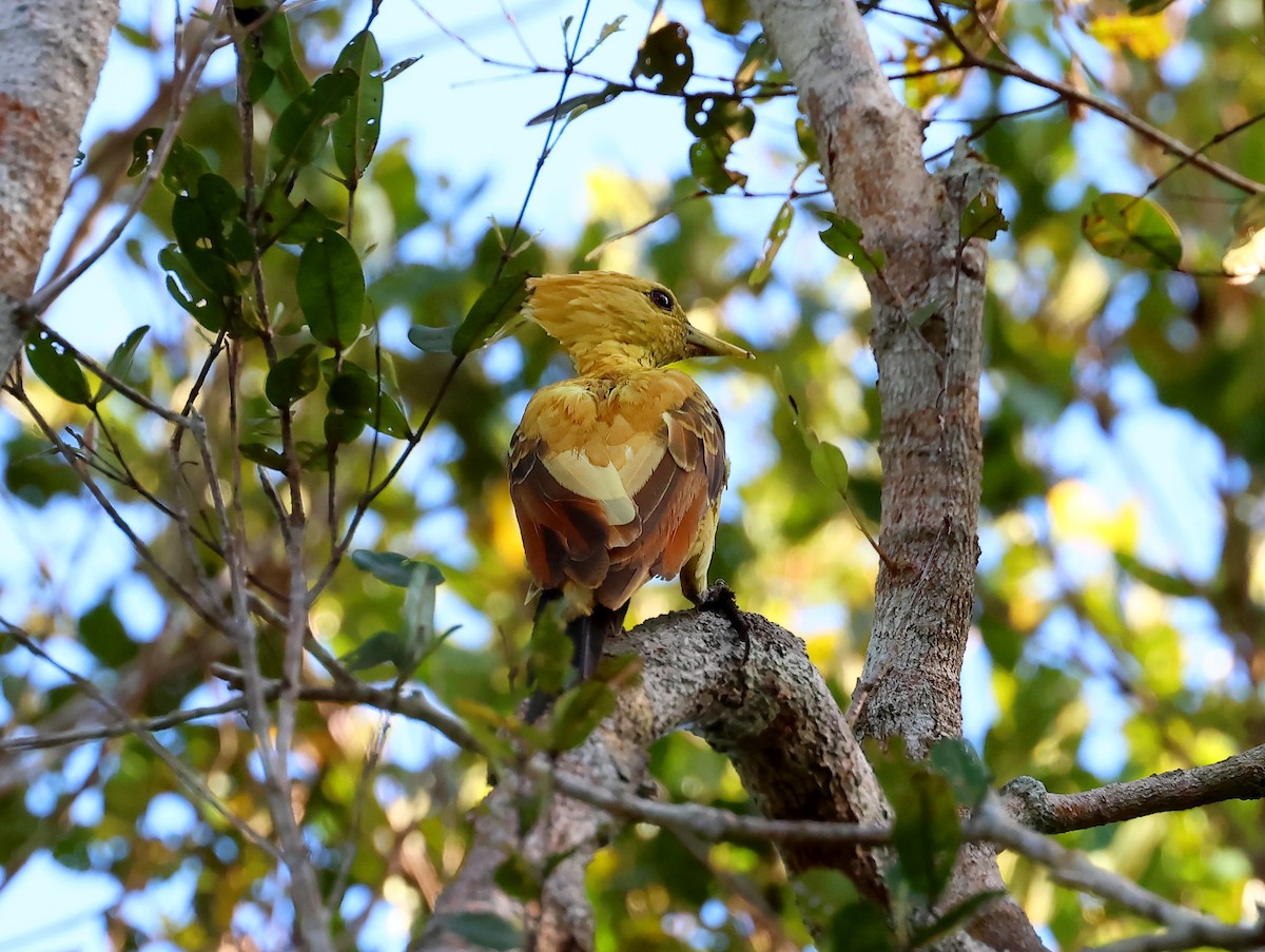 Cream-colored Woodpecker - ML635536856