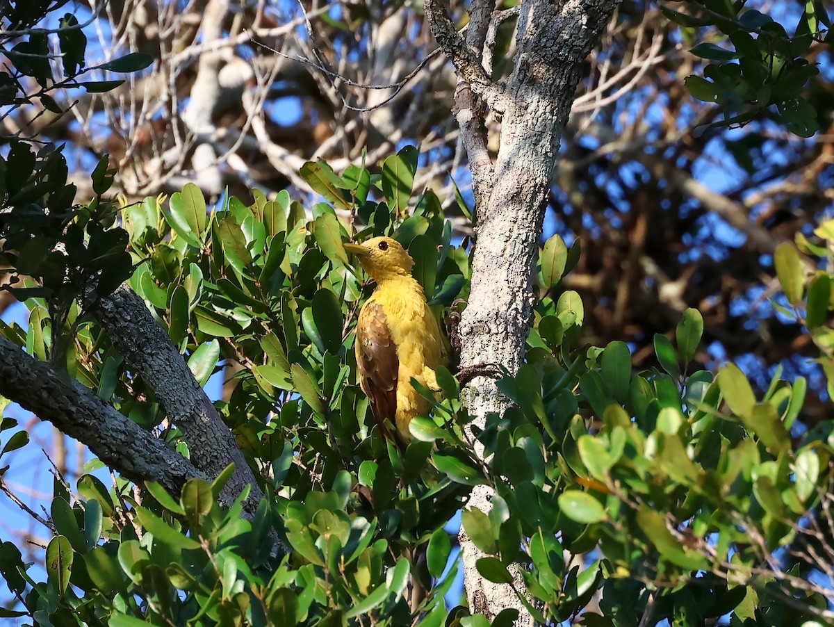 Cream-colored Woodpecker - ML635536857