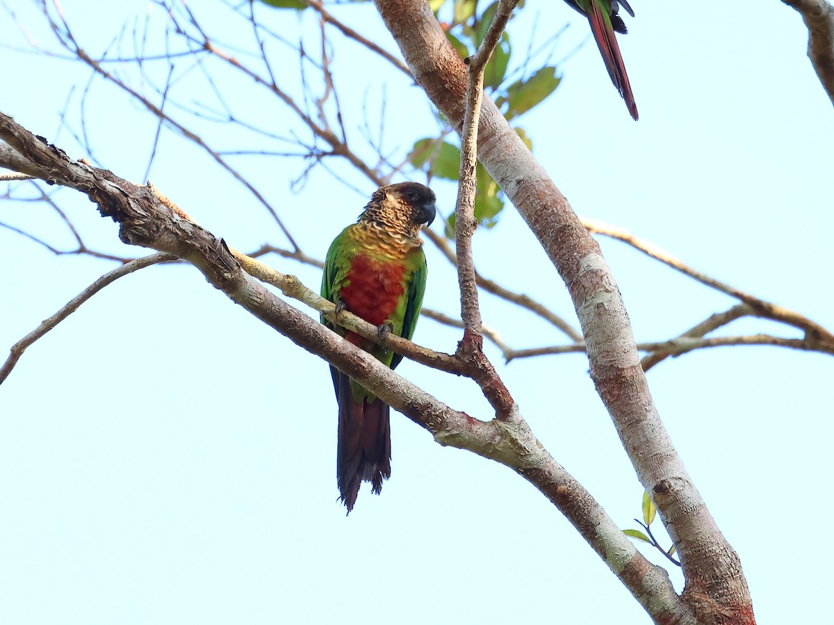 Bonaparte's Parakeet - ML635536885