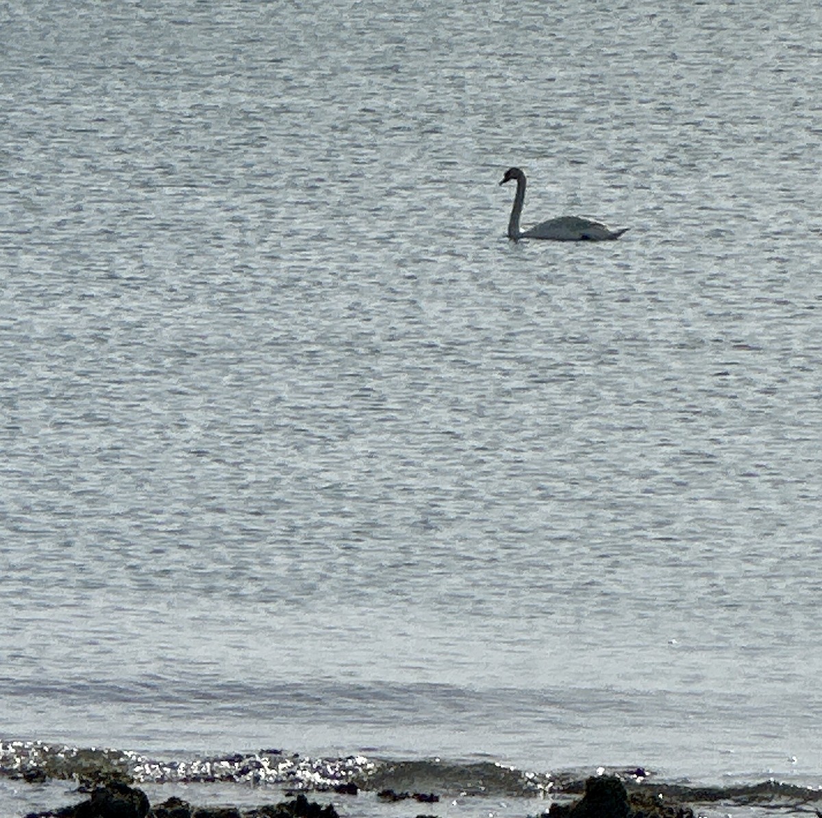 Mute Swan - ML635536886