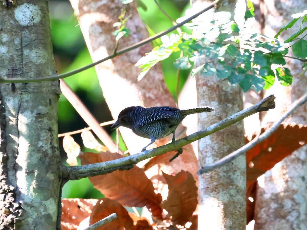 Fasciated Antshrike - ML635536900