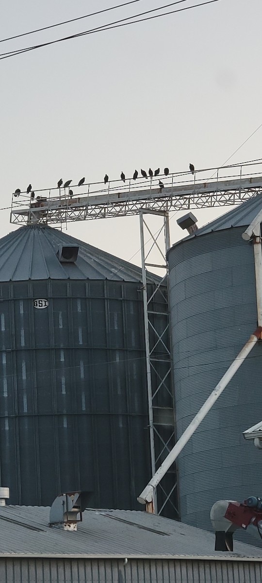 Turkey Vulture - ML635536902
