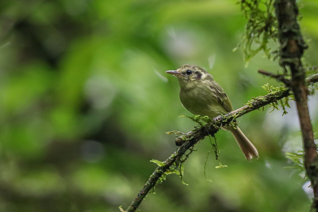 Sao Paulo Bristle-Tyrant - ML635536907