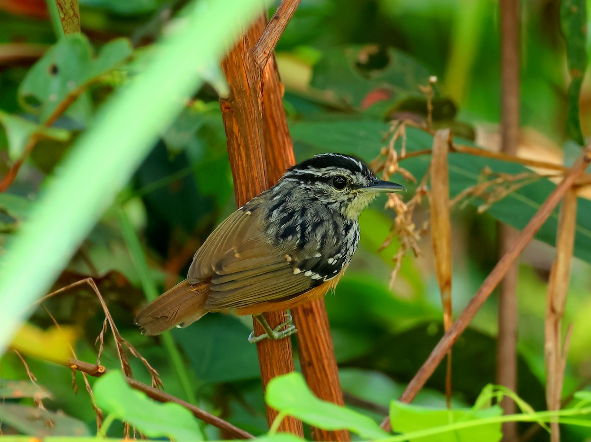 Peruvian Warbling-Antbird - ML635536922