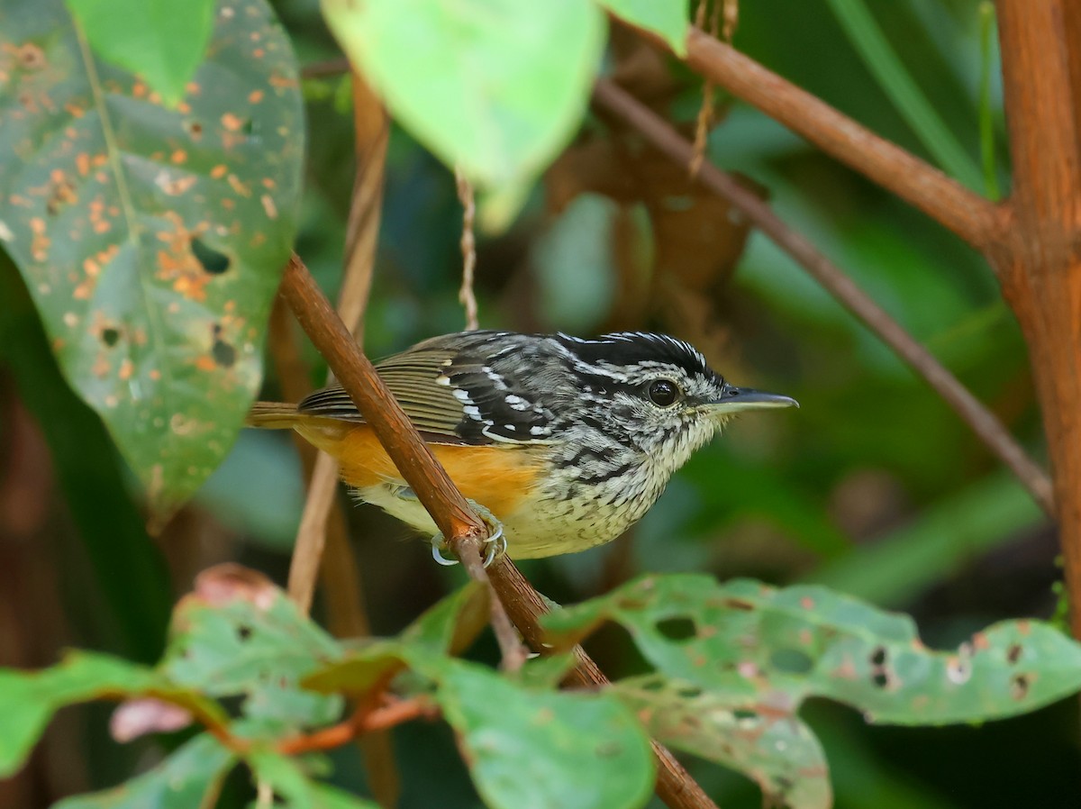 Peruvian Warbling-Antbird - ML635536923