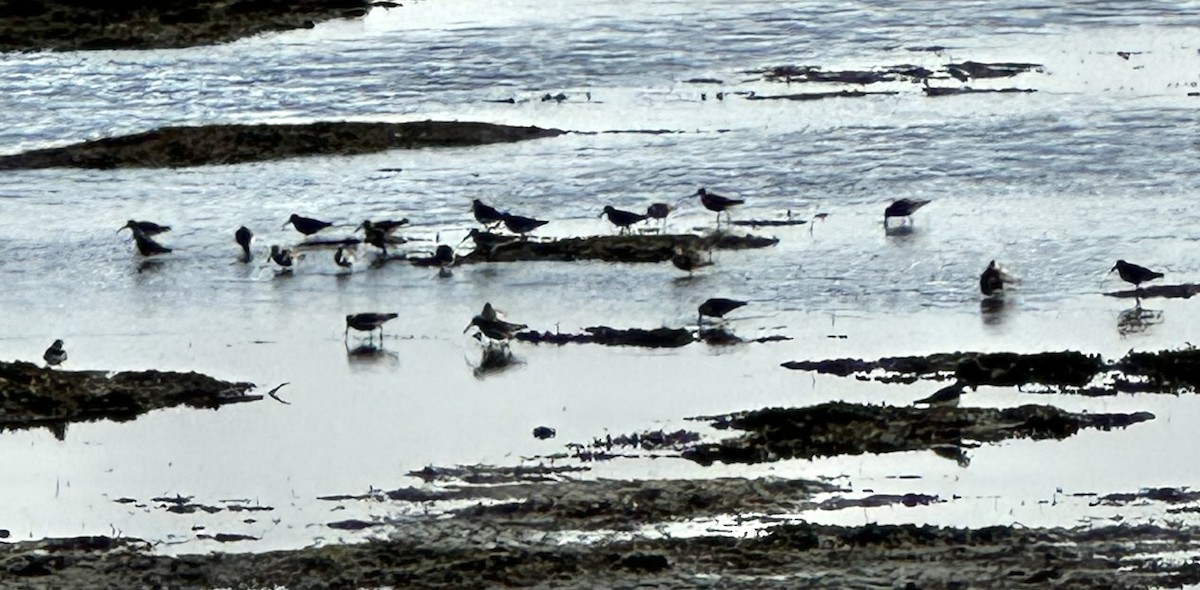 Dunlin - ML635536931