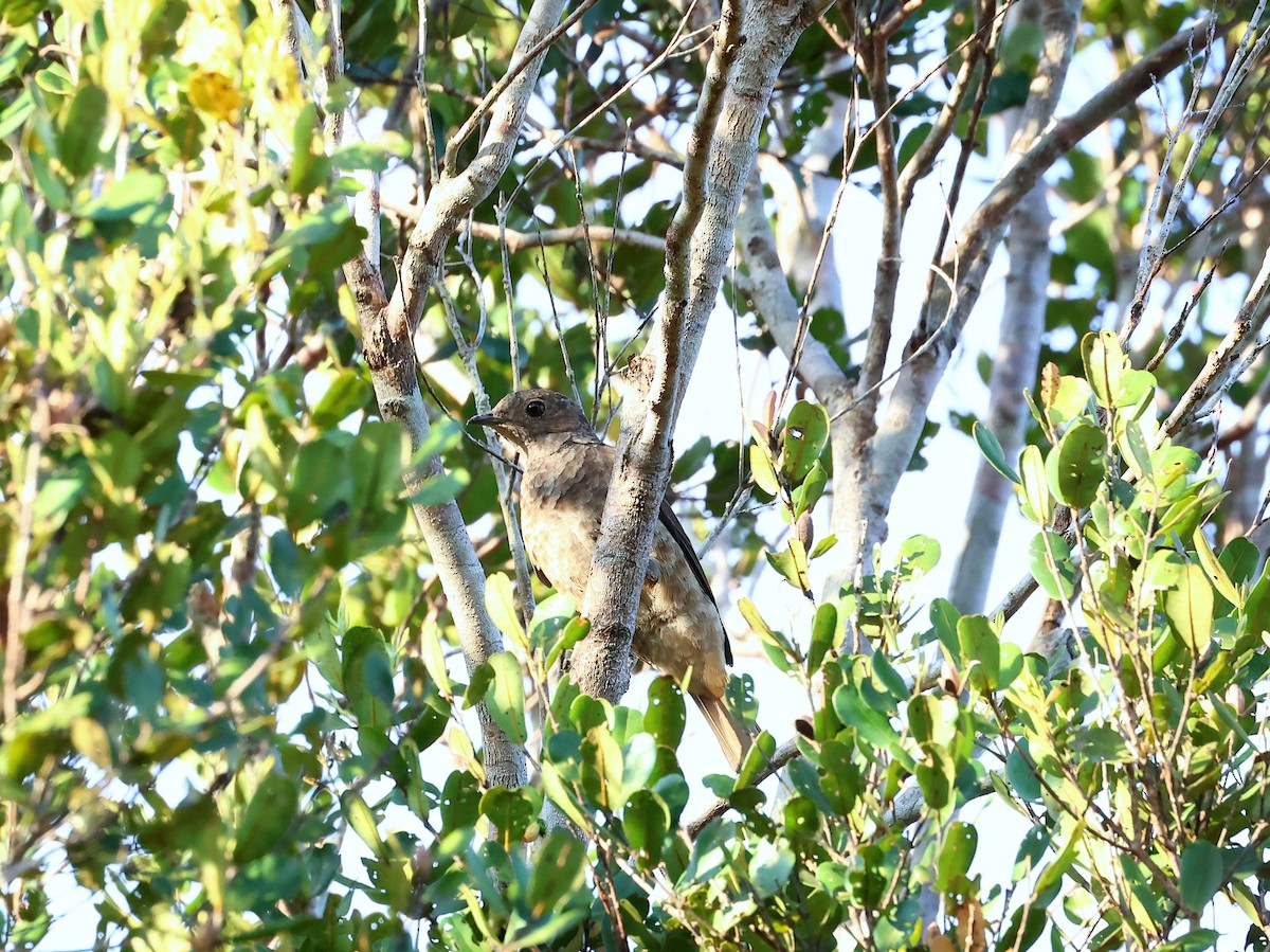 Spangled Cotinga - ML635536953