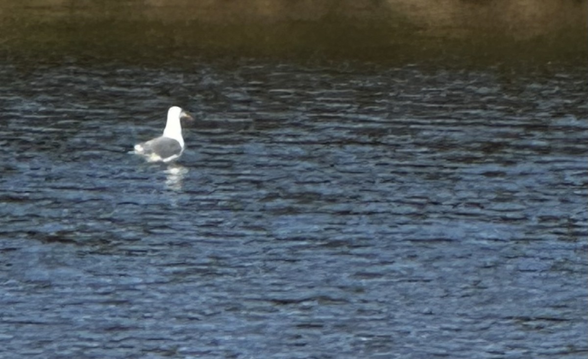 American Herring Gull - ML635536964