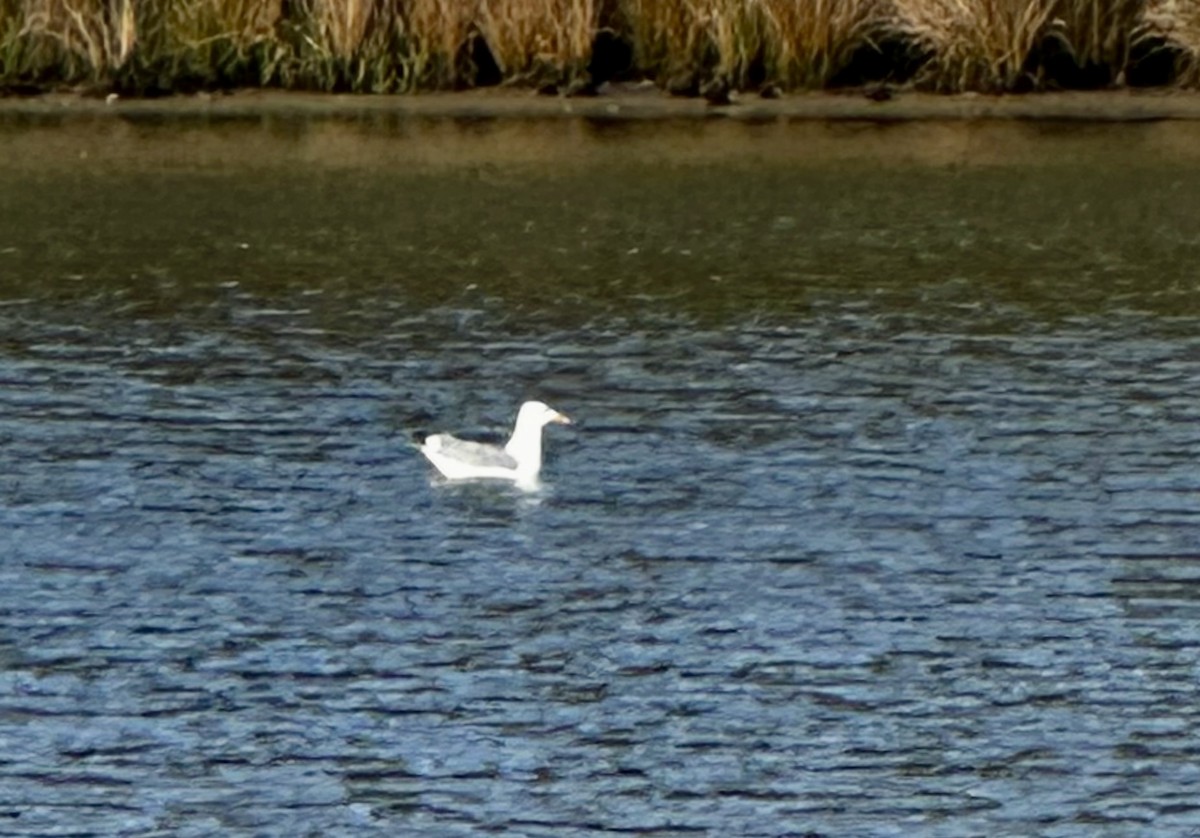American Herring Gull - ML635536965