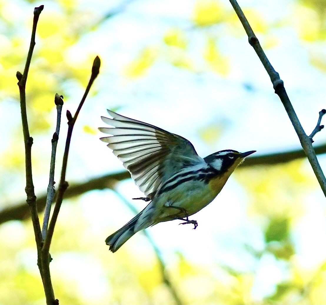 Yellow-throated Warbler - ML635536967