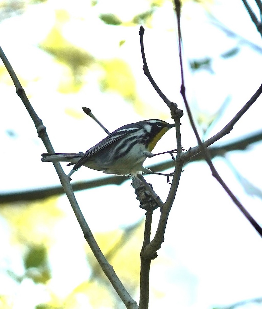 Yellow-throated Warbler - ML635536968