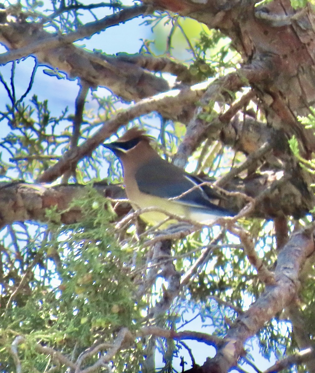 Cedar Waxwing - ML635537007