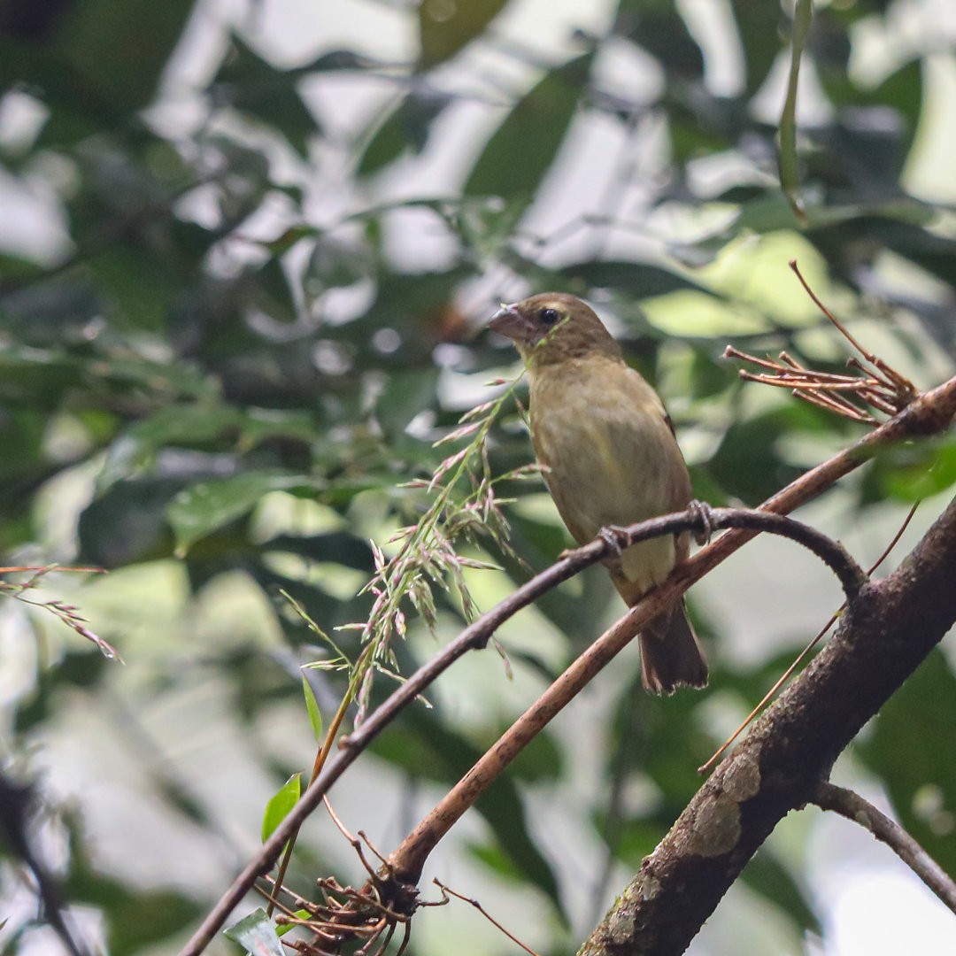 Buffy-fronted Seedeater - Marco Costa