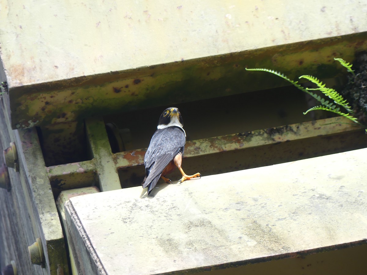 Bat Falcon - ML635537054