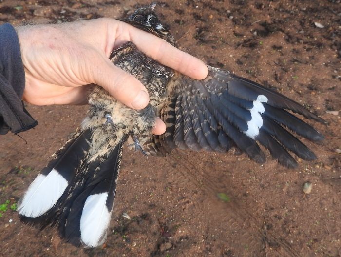 Fiery-necked Nightjar - ML635537072