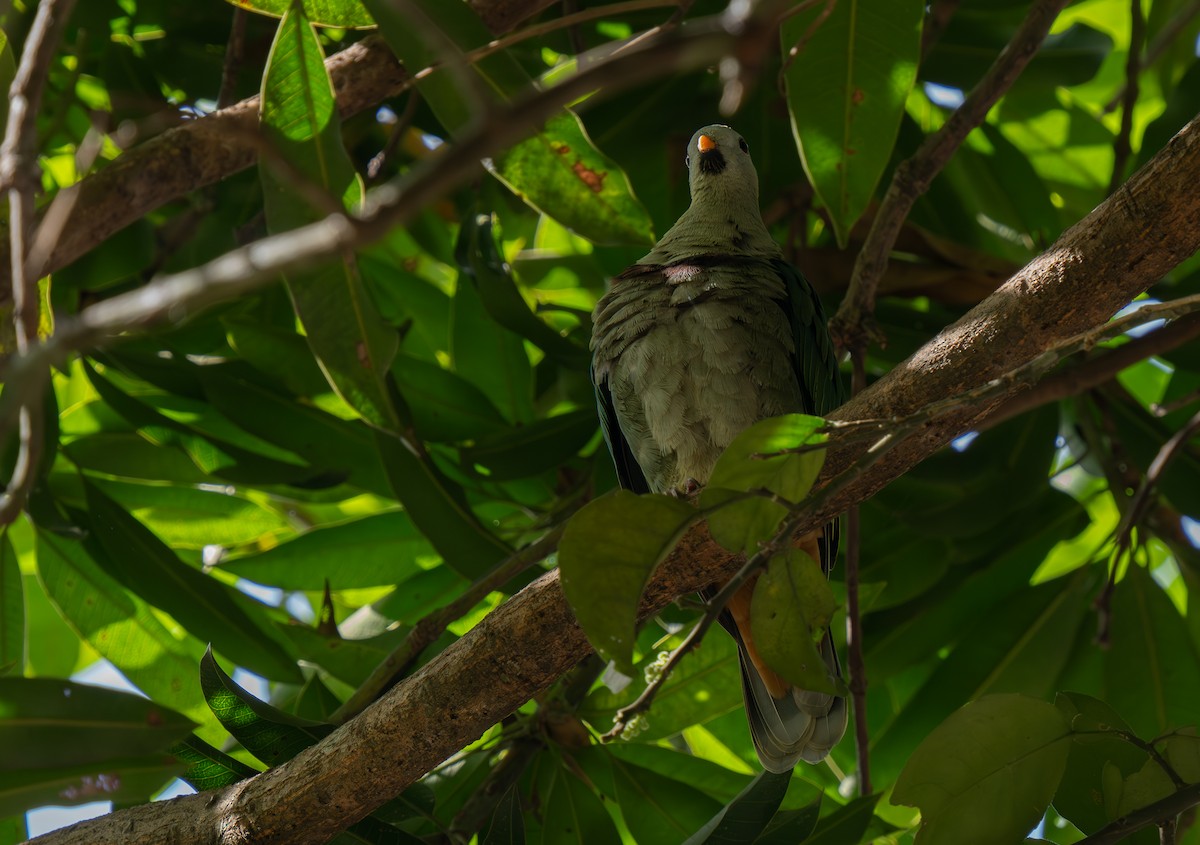 Black-chinned Fruit-Dove - ML635537129