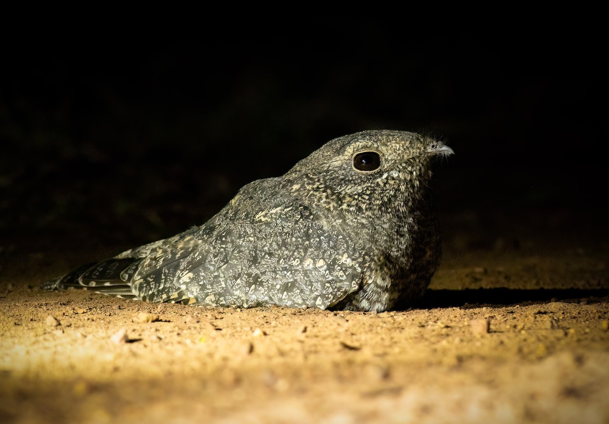 Freckled Nightjar - ML635537189