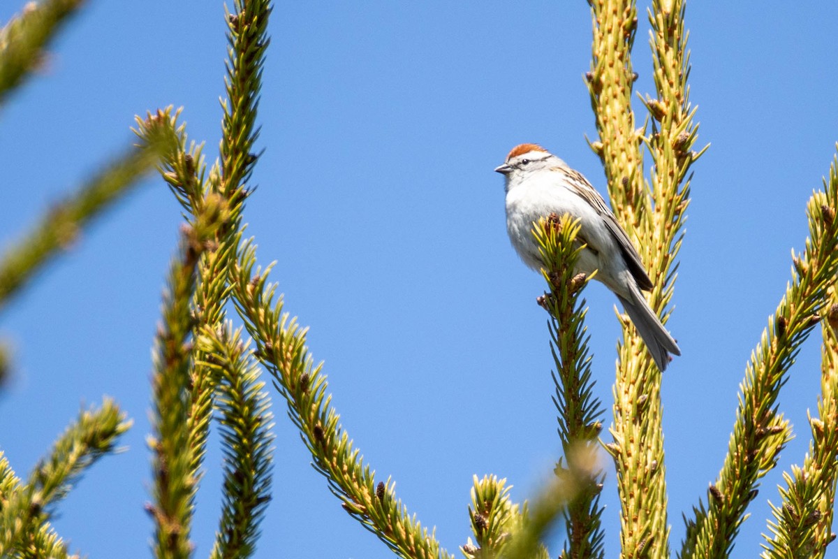 Chipping Sparrow - ML635537194