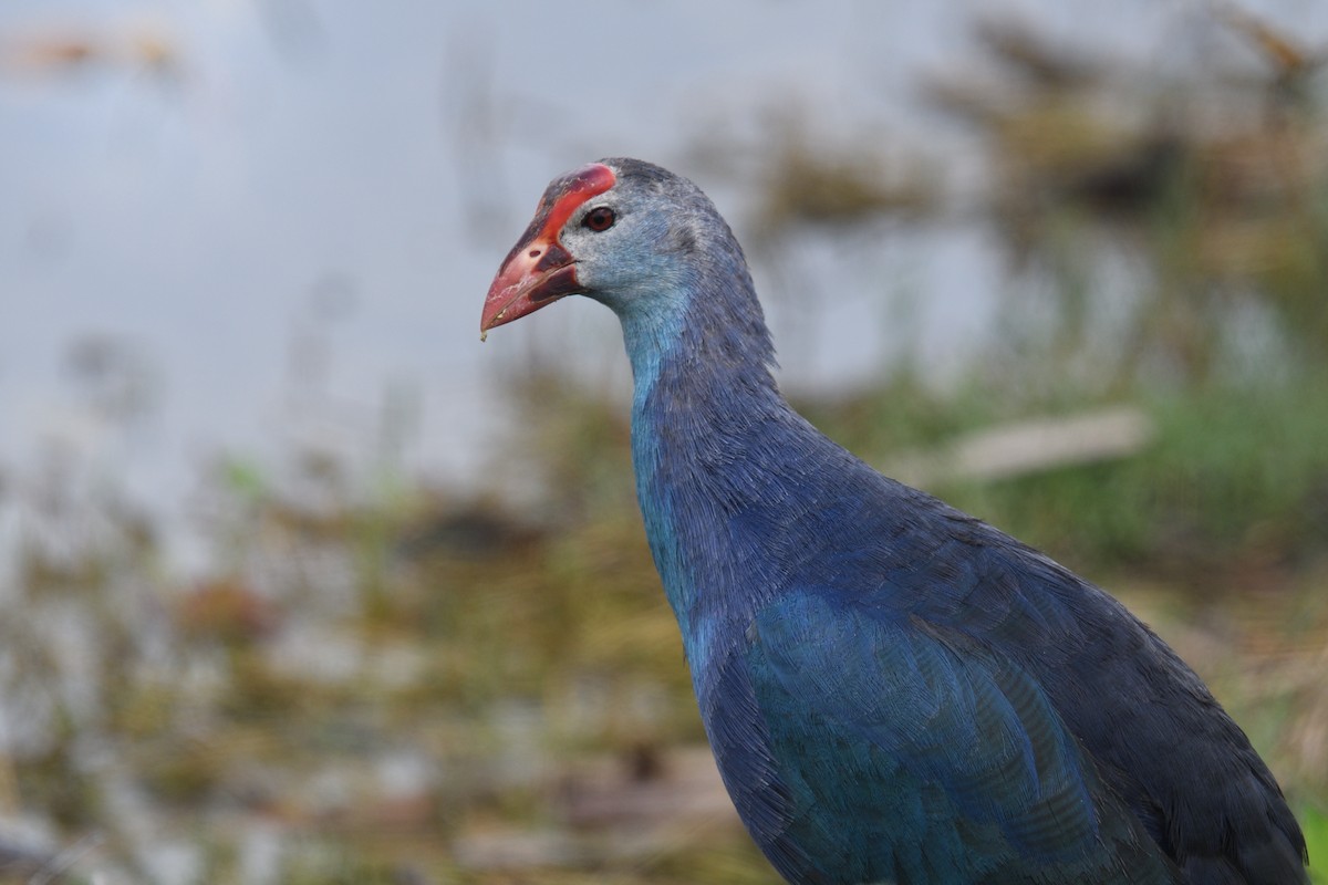 Gray-headed Swamphen - ML635537195