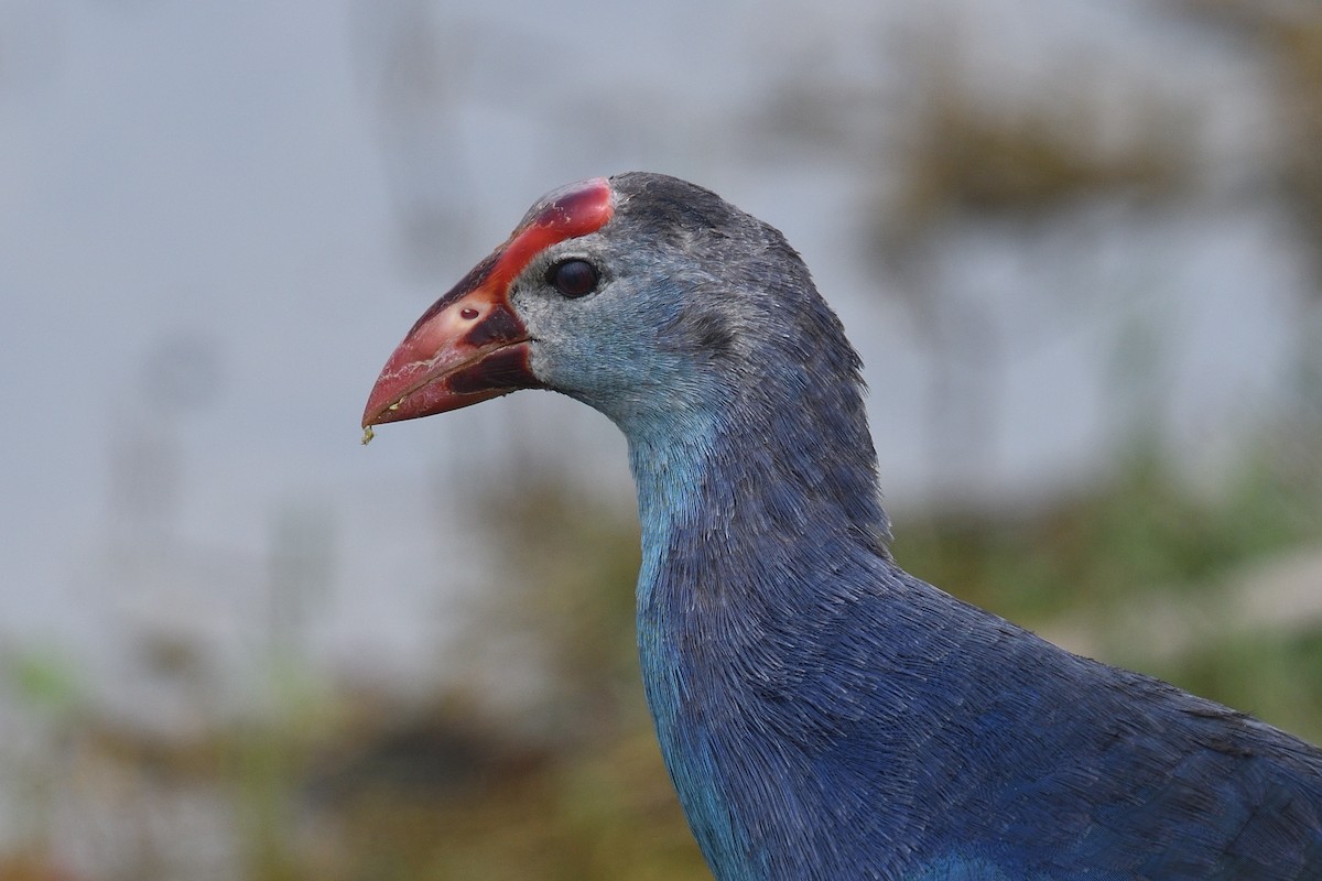 Gray-headed Swamphen - ML635537200