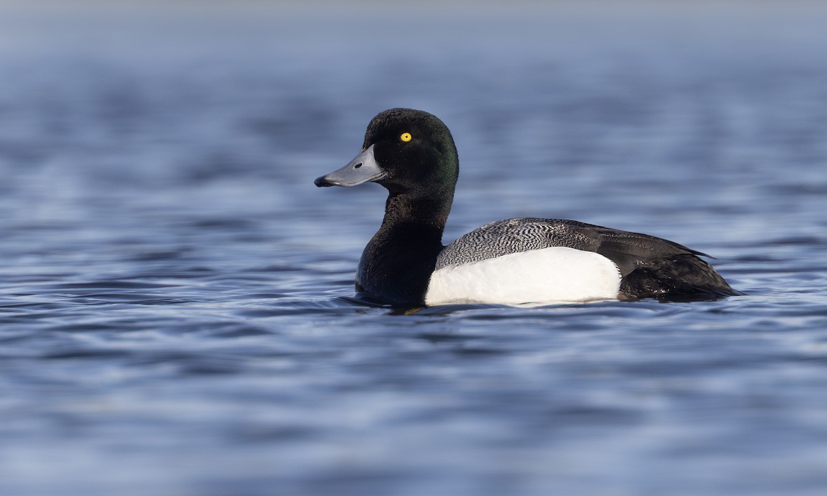 Greater Scaup - ML635537223