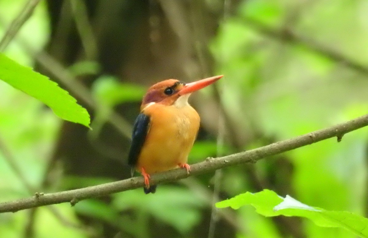 African Dwarf Kingfisher - ML635537284